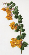 Darwin's Barberry