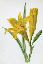 Day Lily