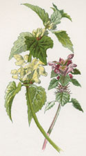 Dead-Nettle - Red & White