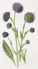 Devils' Bit Scabious