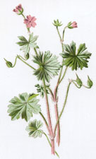 Dove's Foot Crane's Bill