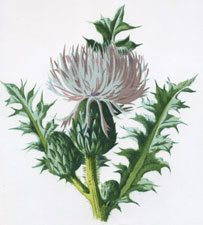 Dwarf Thistle