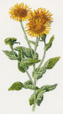 Fleabane