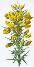 Furze