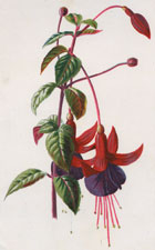 Fuschia