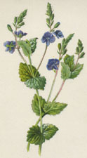 Germander Speedwell