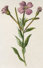 Greater Willow-Herb