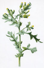 Groundsel