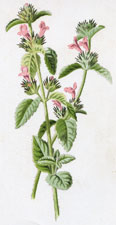 Hedge Calamint