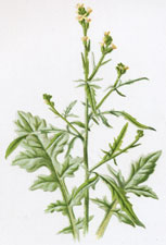 Hedge Mustard