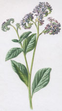 Heliotrope