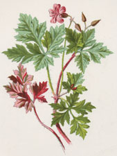 Herb Robert