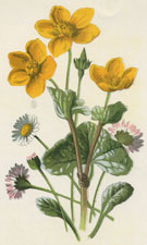 Daisy & Marsh-Marigold