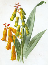 Lachenalia