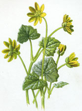 Lesser Celandine