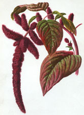 Love-Lies-Bleeding