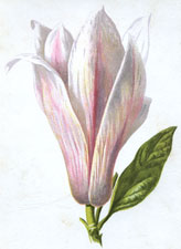 Magnolia