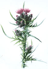 Marsh Thistle