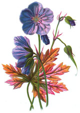 Meadow Crane's-Bill