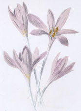 Meadow Saffron