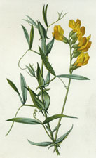 Meadow Vetchling