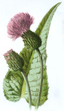 Melancholy Thistle