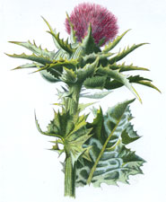 Milk Thistle