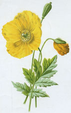 Mountain Poppy