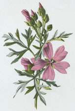 Musk Mallow