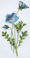 Nemophila