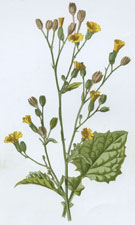 Nipplewort