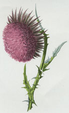 Nodding Thistle