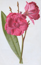 Oleander