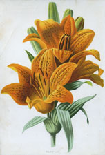 Orange Lily