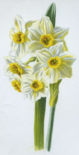 Polyanthus Narciss