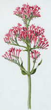 Red Valerian