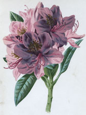 Rhododendron