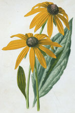 Rudbeckia