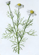 Scentless Mayweed