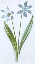 Siberian Squill