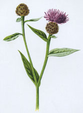 Small Knapweed