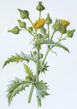 Sowthistle