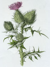 Spear-Plume Thistle