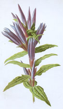 Swallow-Wort Gentian