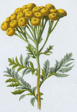 Tansy