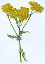 Tansy