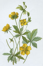 Tormentil and Cinquefoil