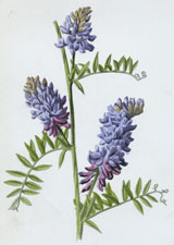 Tufted Vetch