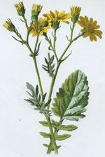 Water Ragwort