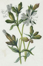 White Campion